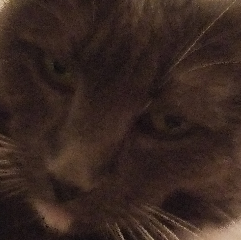 Meet your Posher, Nicky